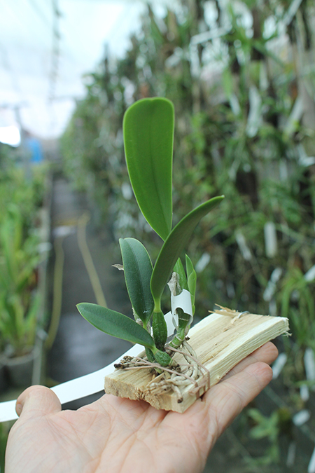Laelia pumila (coerulea 'Nr 1' x alba 'HI) x SIBLING.jpg