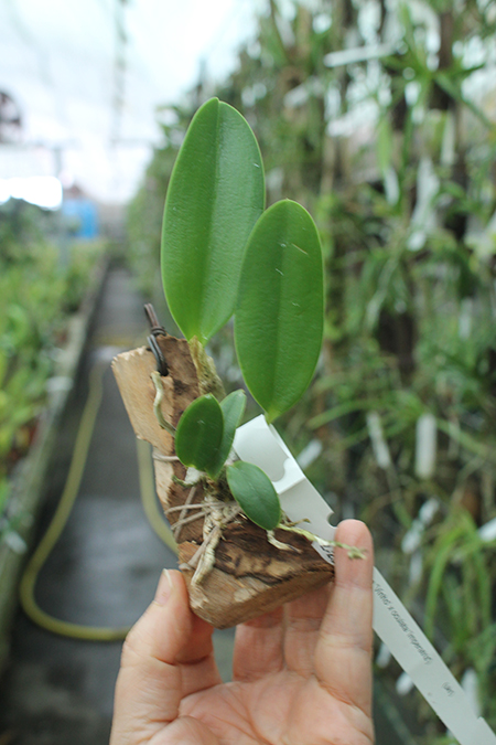 Laelia pumila (vinho 'Vinho' x oculata 'Imperatriz').jpg