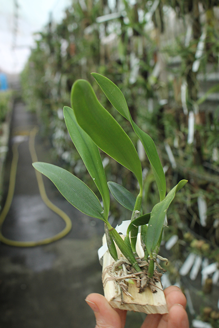 Laelia pumila (oculata 'Imperatriz' x coerulea 'OK').jpg