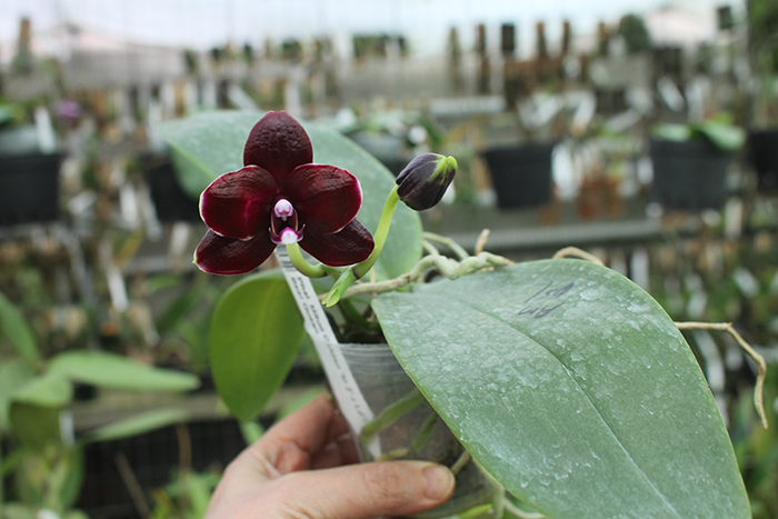 Phalaenopsis (Mituo Golden 'M-2' x Ld's Bear Queen) Dark.jpg