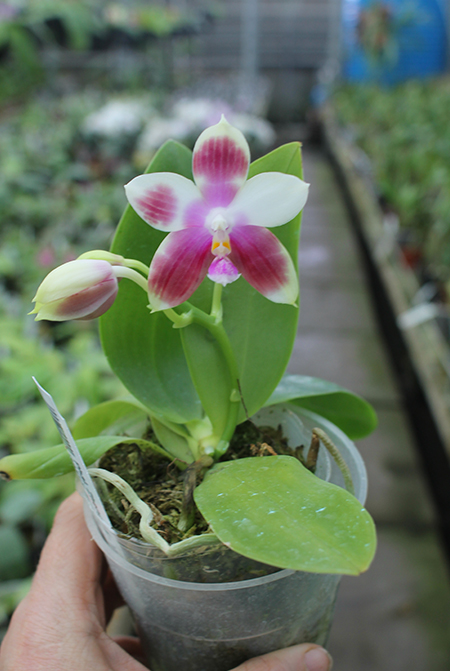 Phalaenopsis Zheng Min Muscadine '323' x speciosa '41-S'.jpg