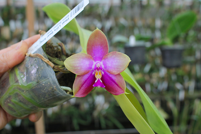Phalaenopsis LD's Bear King 'YK-14' x Miro Super Star.jpg