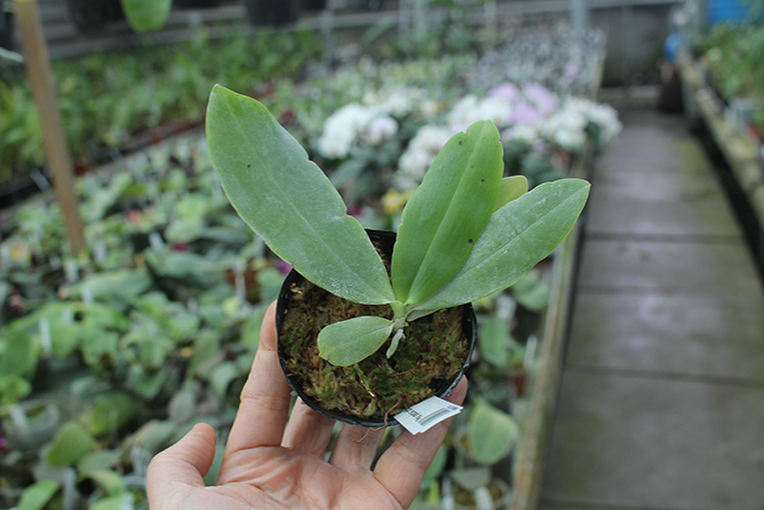 Phalaenopsis speciosa coffee (MC).jpg