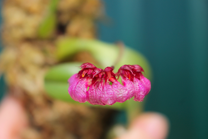 Bulbophyllum lepidum.jpg