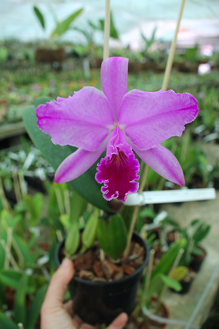 Cattleya trianae 'Sangre de Toro II' (25-8) x Cattleya trianae tipo 'Martinelli' (78-8).jpg