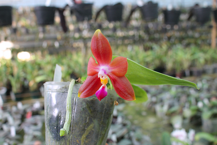 Phalaenopsis (Nobby's Green Eagle x DTE) x (violacea x Su-An Super Star).jpg
