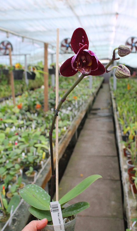 Phalaenopsis Lianher Focus.jpg