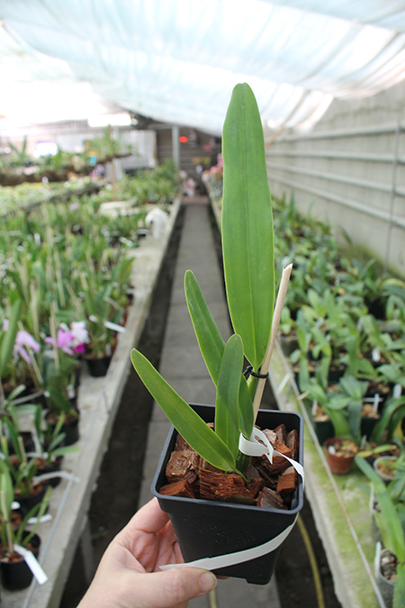 Cattleya mossiae amesiana 'Parodi' x SELF.jpg