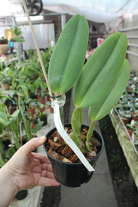Cattleya gaskelliana coerulea (12-1) x coerulea (11-1).jpg