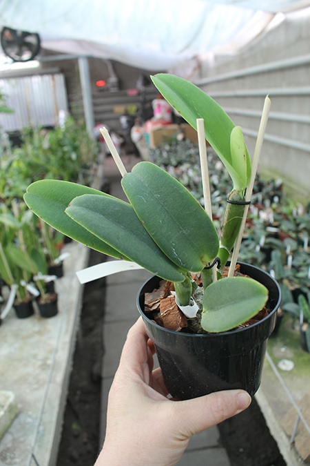 Cattleya maxima semi alba 'AWZ' x SELF.jpg