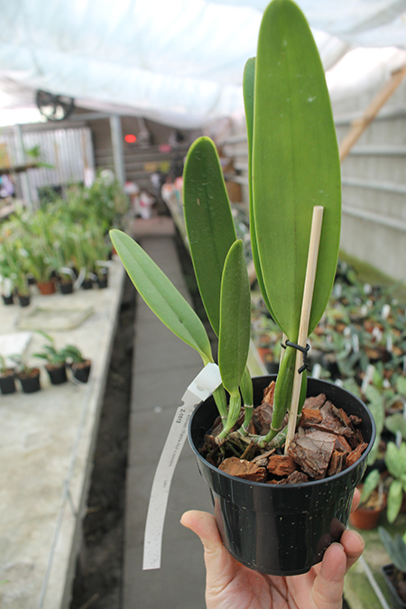 Cattleya eldorado 'Rainha Azul' x eldorado concolor.jpg