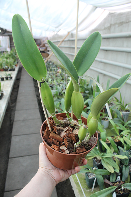 Cattleya trianae coerulea (40-8) x SELF.jpg