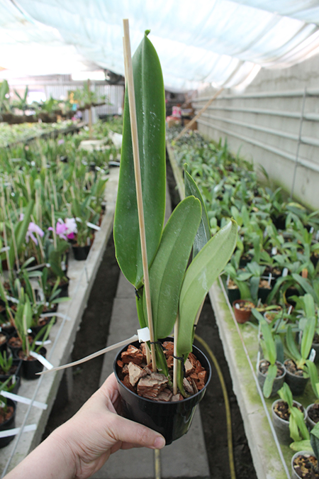Cattleya labiata rubra-orlata-splash 'Z-68' x SELF.jpg
