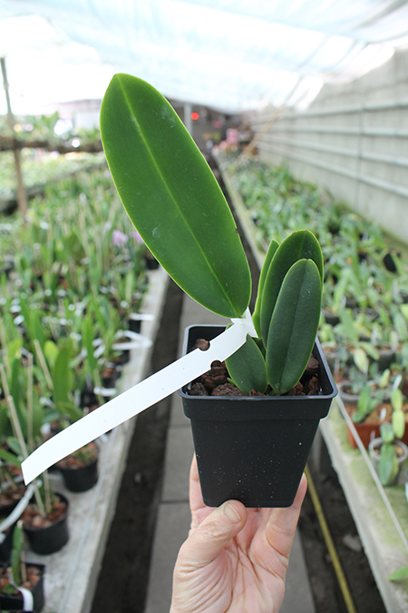 Cattleya labiata (coerulea 'Azul' x coerulescens 'Da Norma Dreher').jpg