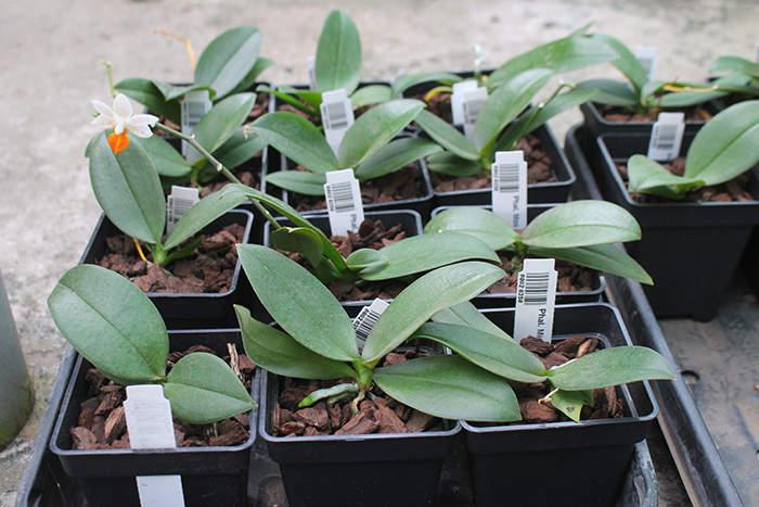 Phalaenopsis Mini Mark 'Maria Teresa'.jpg