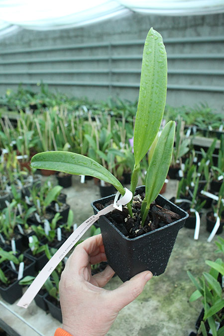 Cattleya maxima concolor white lip 'America' x SELF.jpg