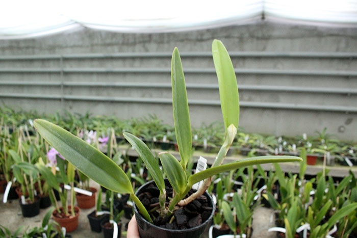 Cattleya maxima semi alba (Hui Yun).jpg