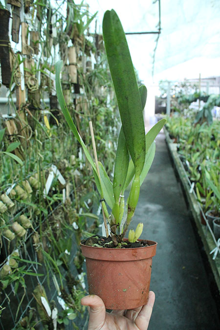 Laelia perrinii concolor 'HG' x SELF.jpg
