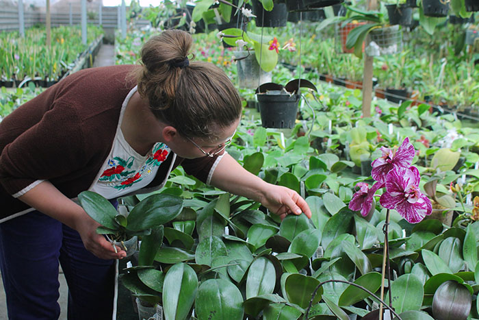 Phalaenopsis Diamond Beauty '1202' x Ld's Bear King 'YK7'.jpg