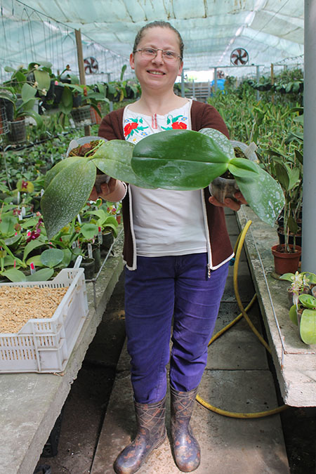 Phalaenopsis gigantea hybrids.jpg