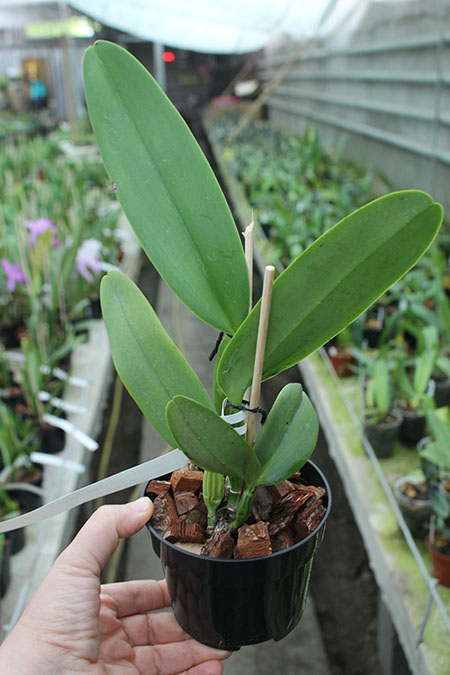 Cattleya labiata ('Cara Grande' x 'Cesar Iacavoni').jpg