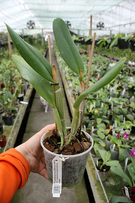 Cattleya lueddemanniana (Morena x OK-2) 'N 1' x lueddemanniana dark lip splash.jpg