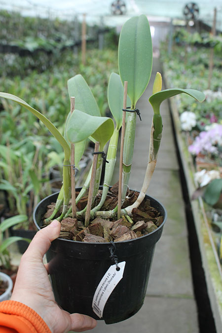 Cattleya lueddemanniana escura x Cattleya lueddemanniana 'Labelo Dourado'.jpg
