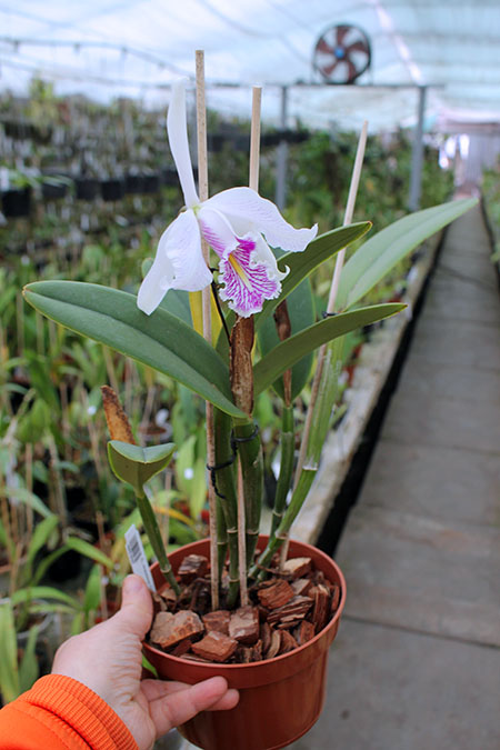 Cattleya maxima (1507).jpg
