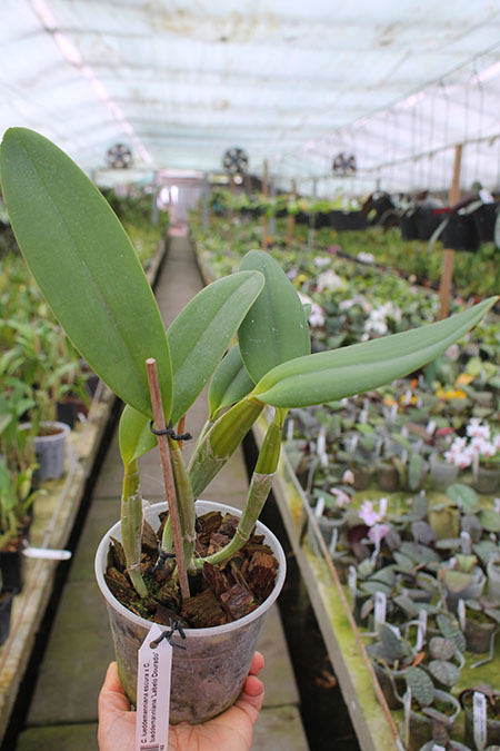 Cattleya lueddemanniana escura x Cattleya lueddemanniana 'Labelo Dourado'.jpg