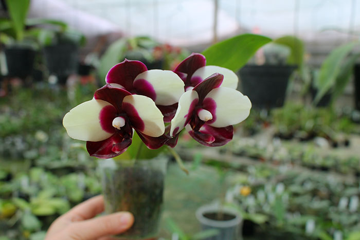 Phalaenopsis Mituo Diamond 'Panda'.jpg