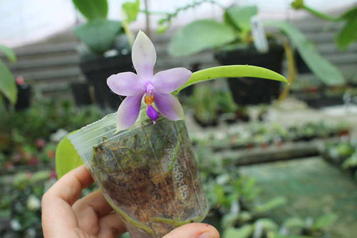 Phalaenopsis (YangYang new Star x violacea indigo) x bellina coerulea.jpg