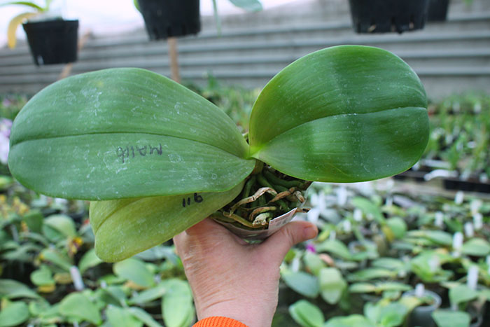 Phalaenopsis Mituo Sun 'Mituo#2' x Ya-Yi Qin.jpg