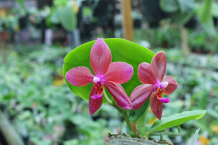 Phalaenopsis Mituo Sun 'Mituo #1' x Ld's Bear King 'RK-1'.jpg