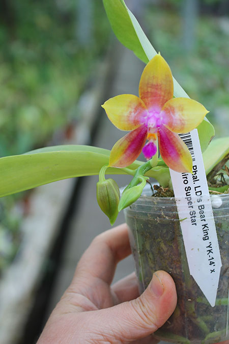 Phalaenopsis LD's Bear King 'YK-14' x Miro Super Star.jpg