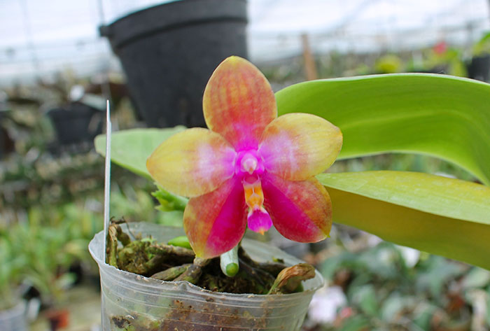 Phalaenopsis LD's Bear King 'YK-14' x Miro Super Star.jpg