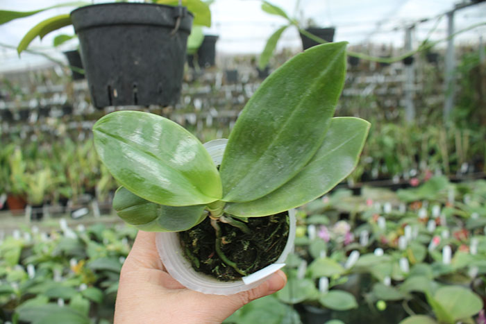 Phalaenopsis javanica.jpg