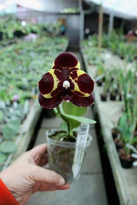 Phalaenopsis Diamond Beauty '1202' x Ld's Bear King 'YK7'.jpg