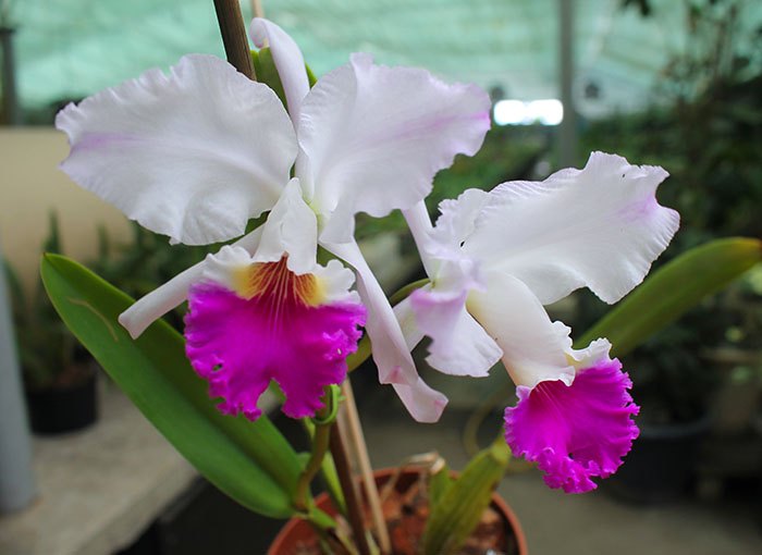 Cattleya mendelii (Hui Yun).jpg