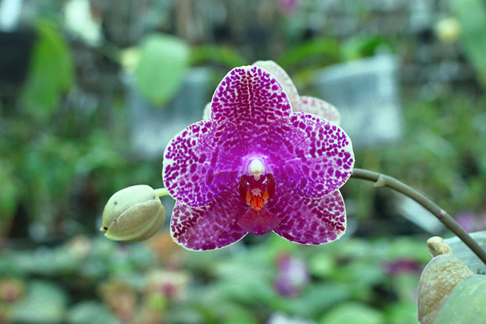 Phalaenopsis Diamond Beauty '1202' x Ld's Bear King 'YK7'.jpg