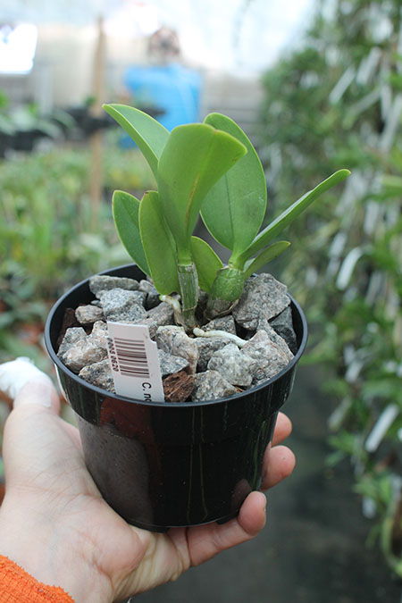 Cattleya nobilior coerulescens.jpg