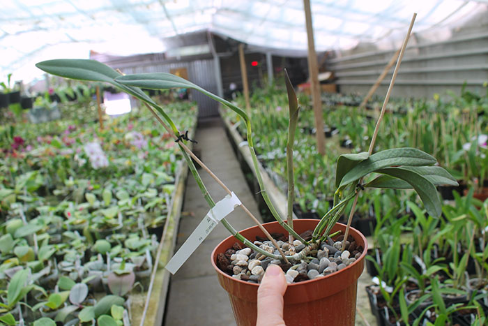 Cattleya kerrii 'Bahia'.jpg