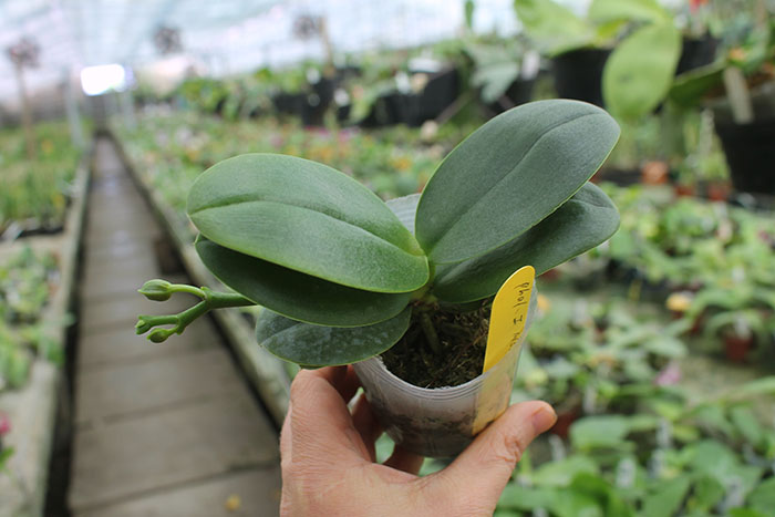 Phalaenopsis I-Hsin 'Spot Eagle'.jpg