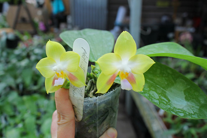 Phalaenopsis Joy Spring Canary 'Yaphon'.jpg