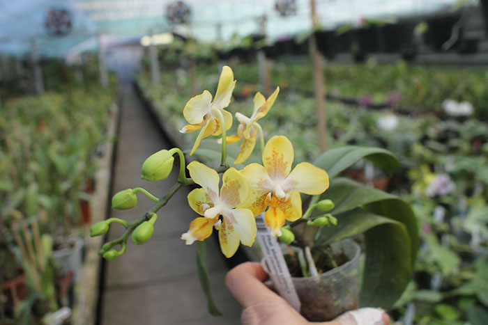 Phalaenopsis stuartiana yellow x Timothy Christopher.jpg