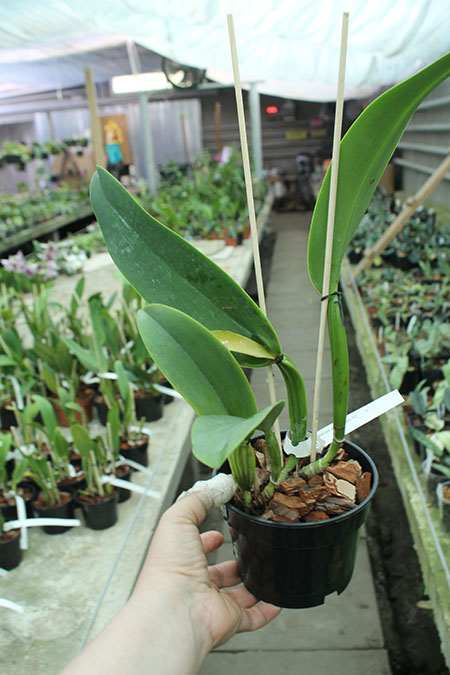 Cattleya warneri semi alba (good shape x 'Rubi').jpg