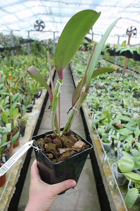 Cattleya lueddemanniana rubra 'Dark Giant' x Cattleya lueddemanniana escura 'Fennel IX'.jpg