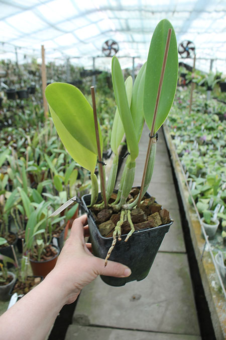 Cattleya lueddemanniana tipo 'Pinky' x Cattleya lueddemanniana rubra 'Gesia'.jpg
