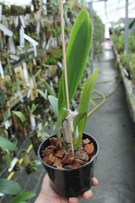 Cattleya mendelii (Hui Yun).jpg