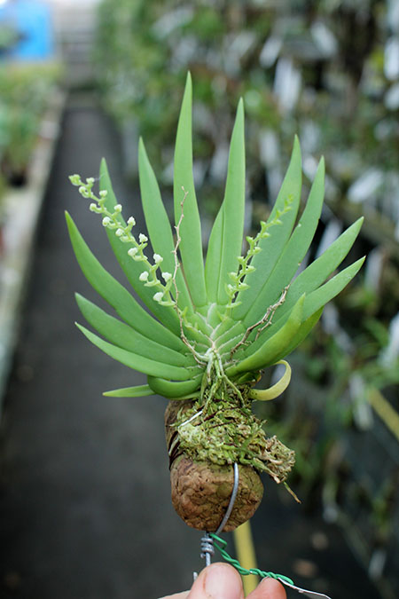 Ornithocephalus inflexus.jpg