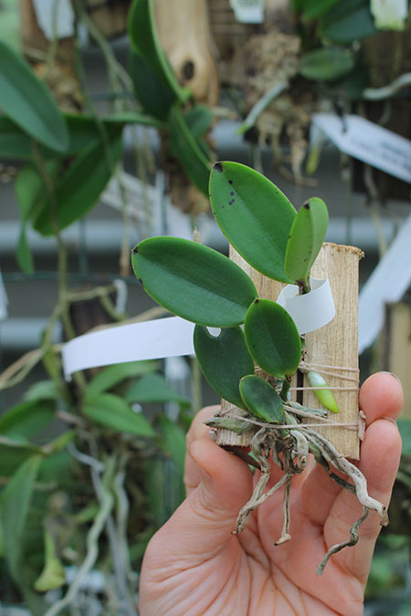 Cattleya aclandiae ('Raio de Sol' x black 'Black').jpg